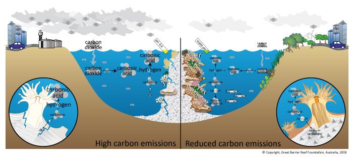 Ocean Acidification Decrease in the ocean s surface ph