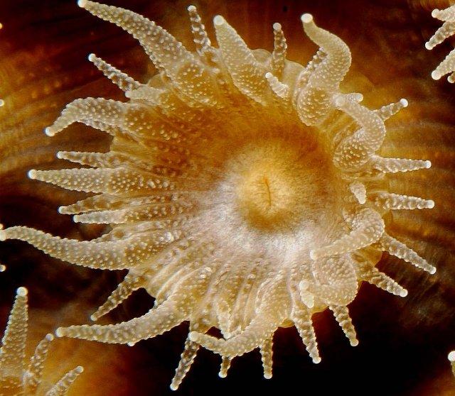 Coral Polyp a small individual coral animal with a
