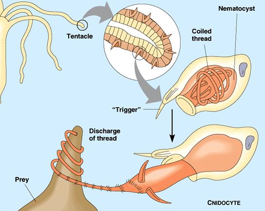 (nematocysts) which