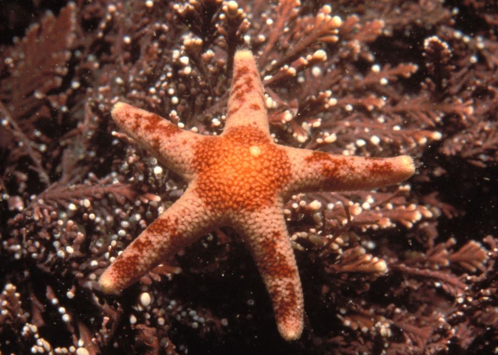 FRONT SEA STAR Genus: Asterias Species: