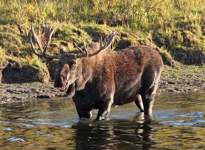 Moose have long, strong legs.