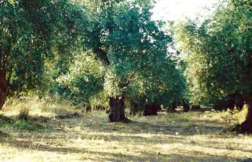 As our bus drives out of Olympia, be sure to notice the beautiful olive groves here in the Peloponnese. They produce some of the most delicious olives in the world.