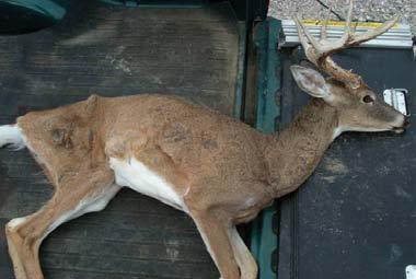 DISEASE DATA Chronic Wasting Disease Chronic wasting disease (CWD) is a progressively degenerative fatal disease that attacks the central nervous system of members of the deer family.