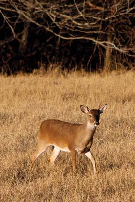 Soil region condition data harvested deer on private land DMAP properties only are presented in Tables 13-23.
