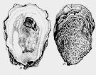 COMMON SHELLFISH SPECIES Eastern Oyster Crassostrea virginica The eastern oyster grows