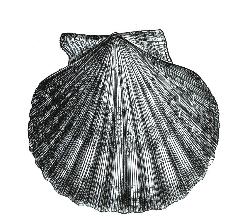 Soft-shell, or Steamer Clam Mya arenaria The soft-shell clam is common in sandy and