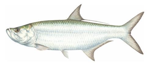 A. mullet C. triggerfish B.