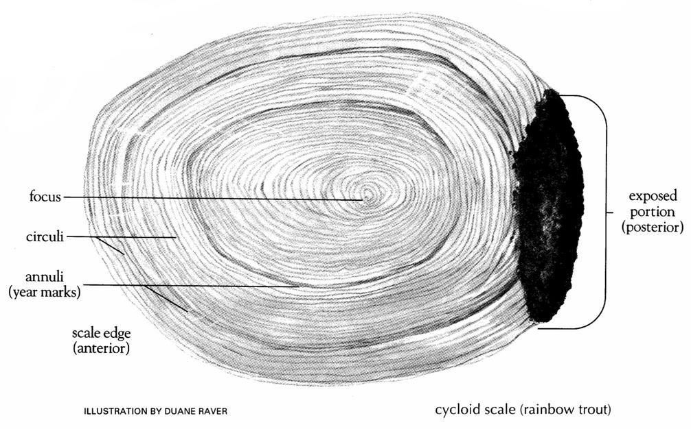 Rather than growing smooth like our fingernails, scales produce small circular growth rings around themselves. These growth rings are called circuli.