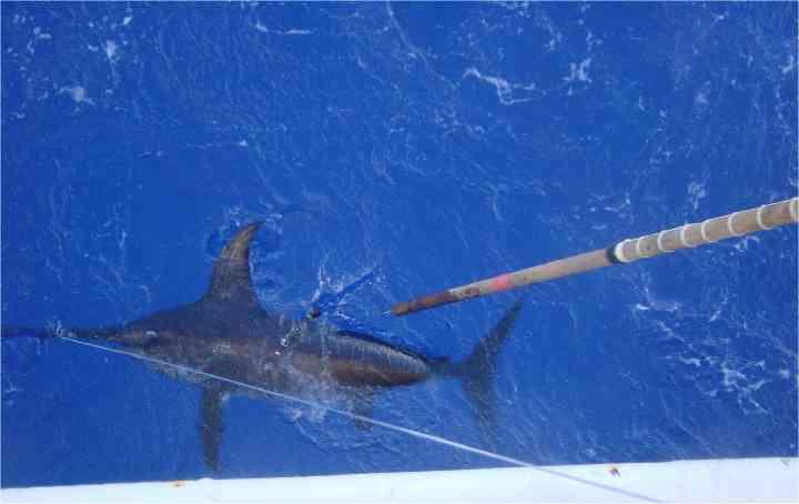 Results from PSAT attachments to swordfish a