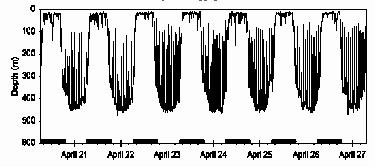 0 Bigeye Thresher Shark Bigeye thresher shark Swordfish #3 Depth(m) -50-100 -150-200 -250-300 -350-400 Depth(m) 0 100 200 300 400 500 600 700 800 33 day trace -450 9/4/02 9/4/02 9/5/02 9/5/02