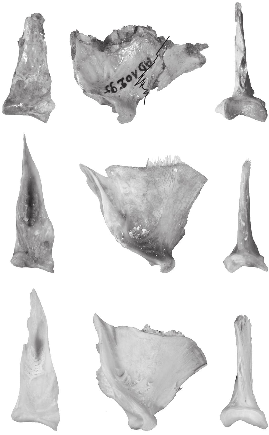 First identification of Argyrosomus in Neogene African outcrops A B C D E F G H I FIG. 6. Quadrates of fossil and modern Argyrosomus De La Pylaie, 1835 fish: A-C, Argyrosomus sp.