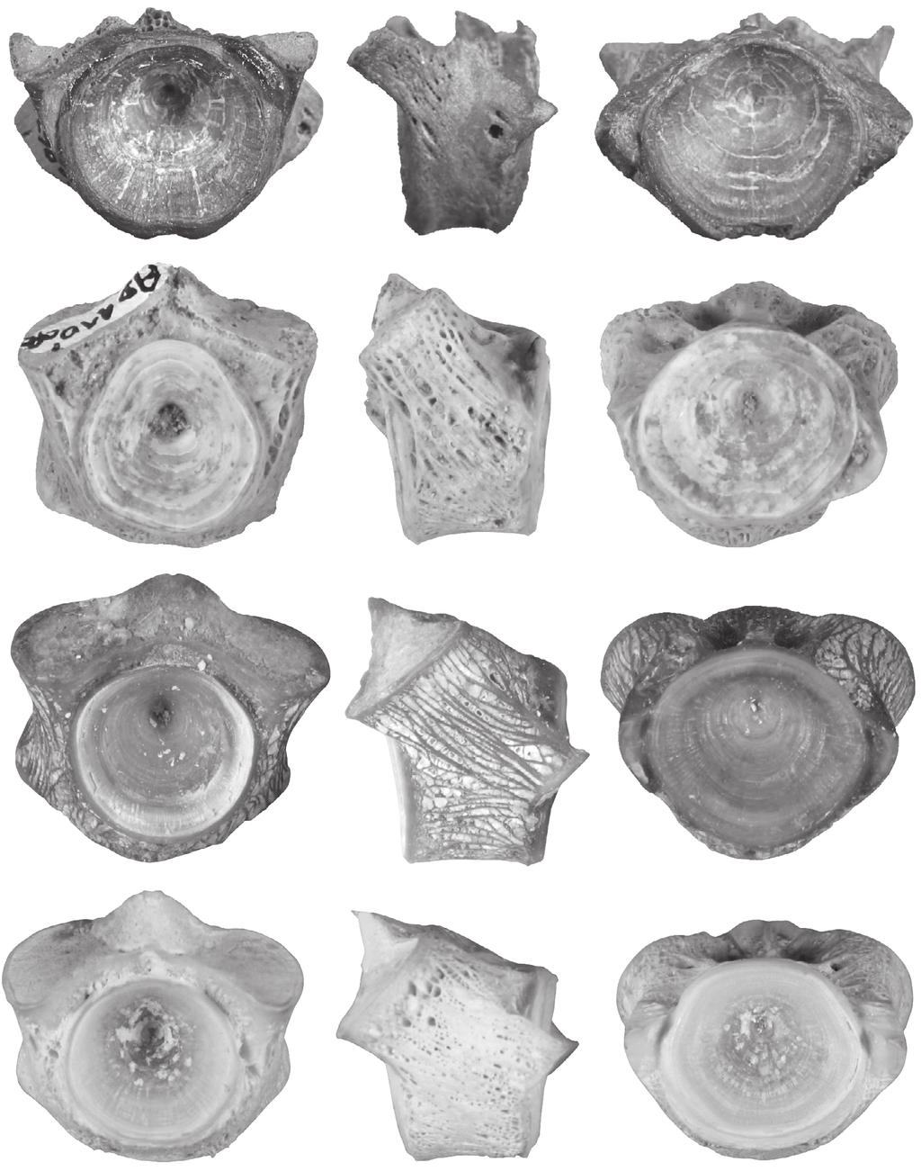 First identification of Argyrosomus in Neogene African outcrops A B C D E F G H I J K L FIG. 7. First vertebrae of fossil and modern Argyrosomus De La Pylaie, 1835 fish: A-C, Argyrosomus sp.