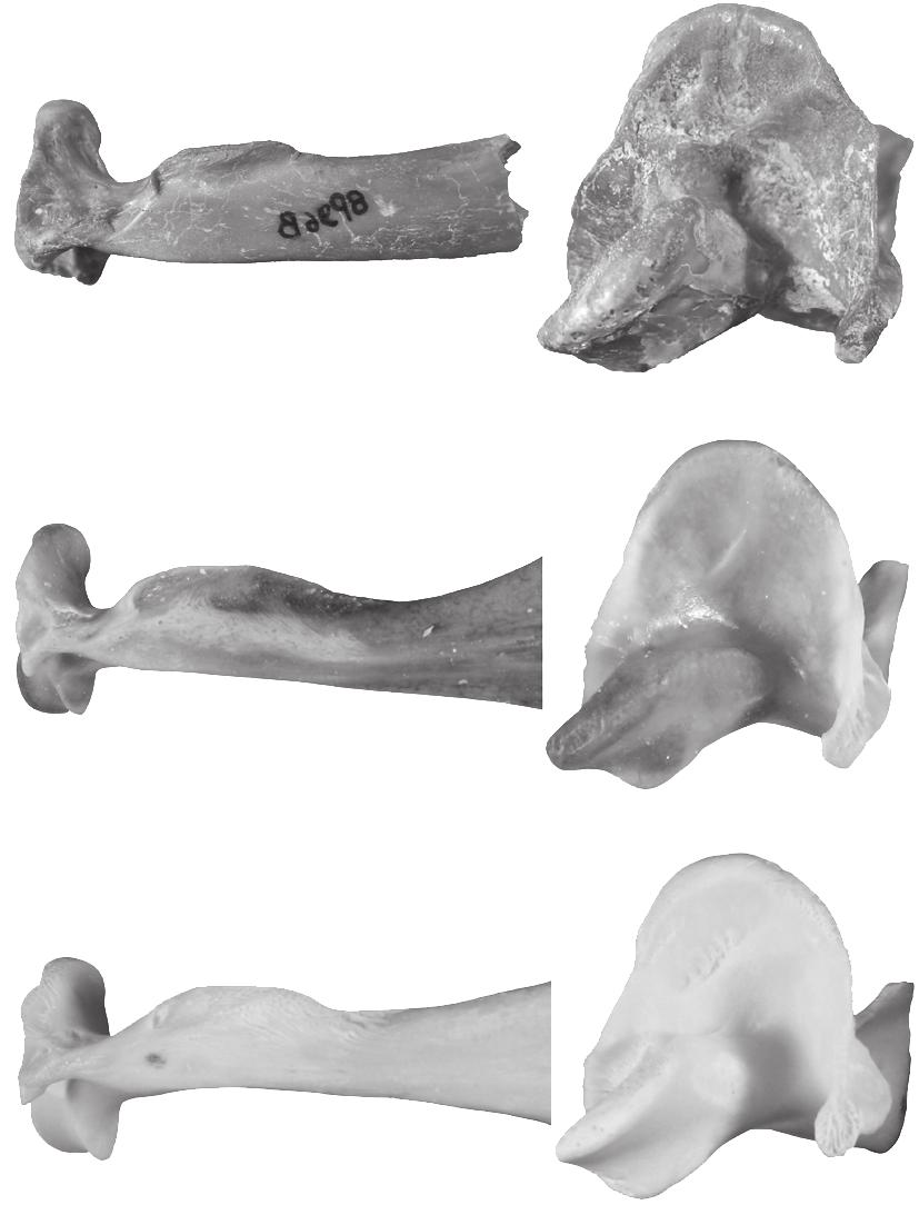 Otero O. et al. A B A B C D C D E F E F G H FIG. 3. Maxillae of fossil and modern Argyrosomus De La Pylaie, 1835 fish: A, B, Argyrosomus sp. from Sahabi (8P96B); C, D, A.