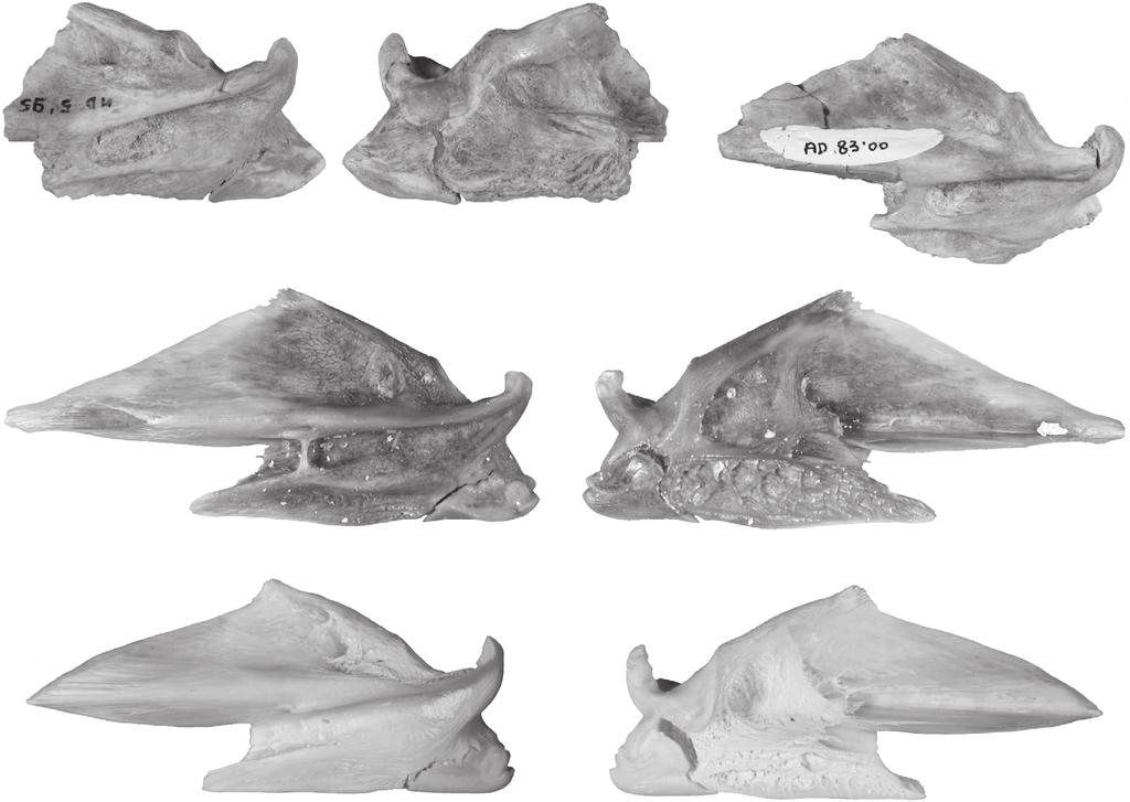 First identification of Argyrosomus in Neogene African outcrops A B C D E F G FIG. 5. Angulo-articulars of fossil and modern Argyrosomus De La Pylaie, 1835 fish: A-C, Argyrosomus sp.