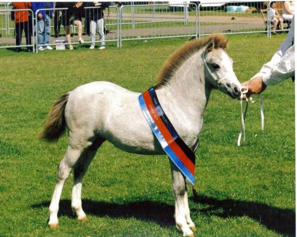 Equestrian Life, Amateur Showing Society, TSR, Equifest, Veteran Dressage, Ponies UK Qualifiers for 2014 PUK Qualifiers 014/W14/7009 W01 Keston Royal Occasion M&M In Hand, W03 Llanarth M&M Ridden,