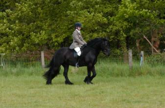 Class 7: Fell Friend Ridden: Champion In-Hand Fell Pony: Champion In-Hand Fell Friend: Champion Overall Fell Pony: Champion Overall Fell Friend: 1 st Estrella - owned by Anne Holt 2 nd Persephone -