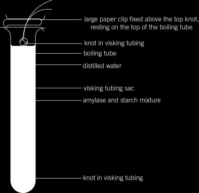 The diagram below shows the apparatus he used. Visking tubing is a semipermeable membrane that allows small molecules to pass through. In this experiment it models the lining of the gut.