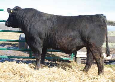 .. Swain Select Simmentals This is a big, stout, two-year-old bull who has a little more stretch and growth.