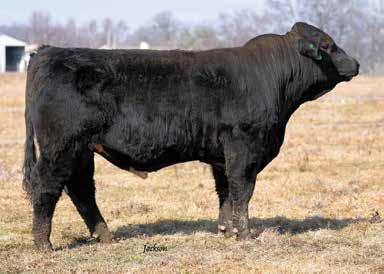 .. Misty Meadows Farm D17 is a good overall bull prospect with loads of good and shows loads of promise. D17 is out of herd bull, Sure Value the Added Value son.