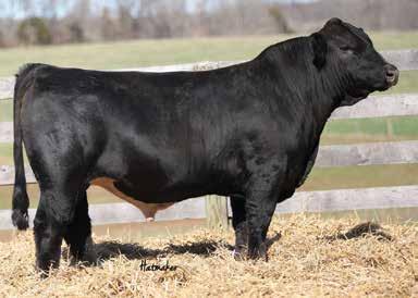 92 151 Talk about a neat package here. This big bodied soft made Blackhawk son continues to impress. Backed by one of the hottest cow families in the Simmental breed.