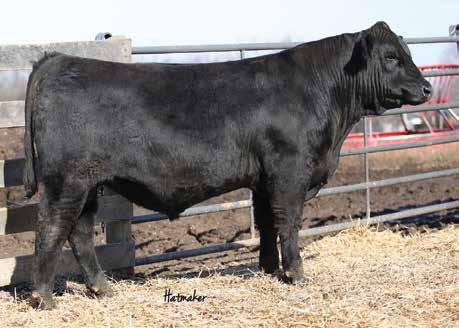 86 131 If you have a set of Angus cows registered or commercial and are thinking about cross breeding buy this bull. We can only image this SimAngus calves by this bull.