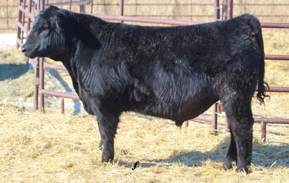 This bull had a poor recip, but has responded well to feed.