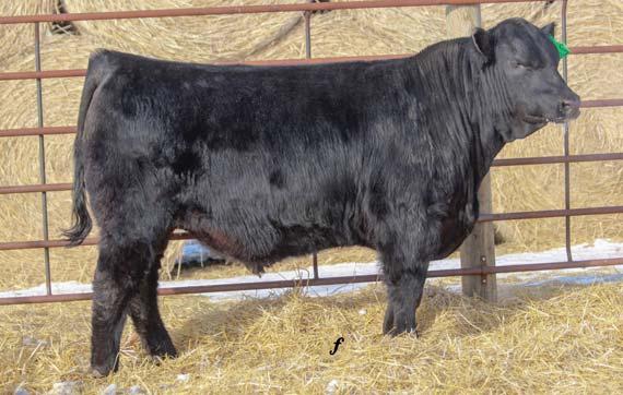 sold to Hawkins Cattle of Lowry, MN for $3,500.