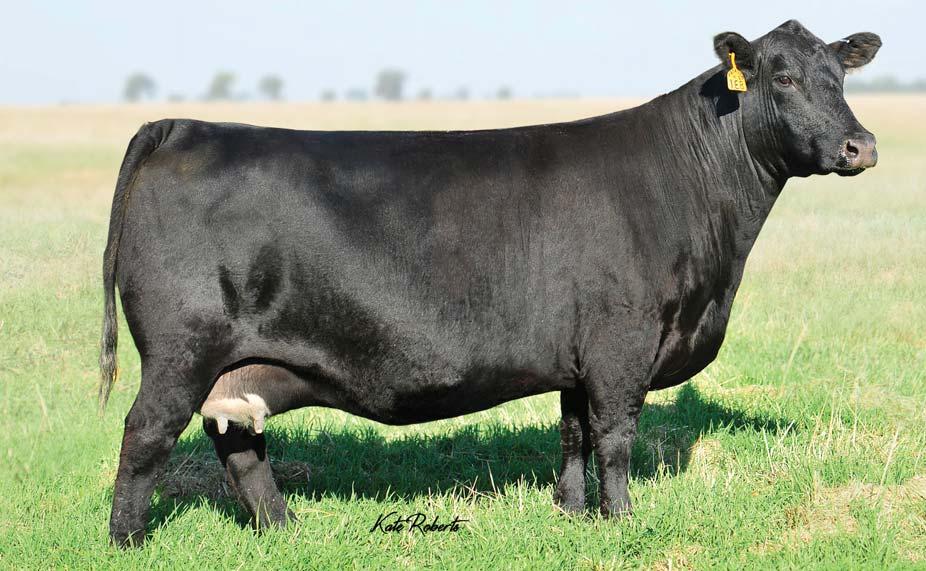 Seeing is believing, so come preview her progeny by PVF Insight 0129, Remington Lock n Load 54U and Stevenson Rockmount RX933.
