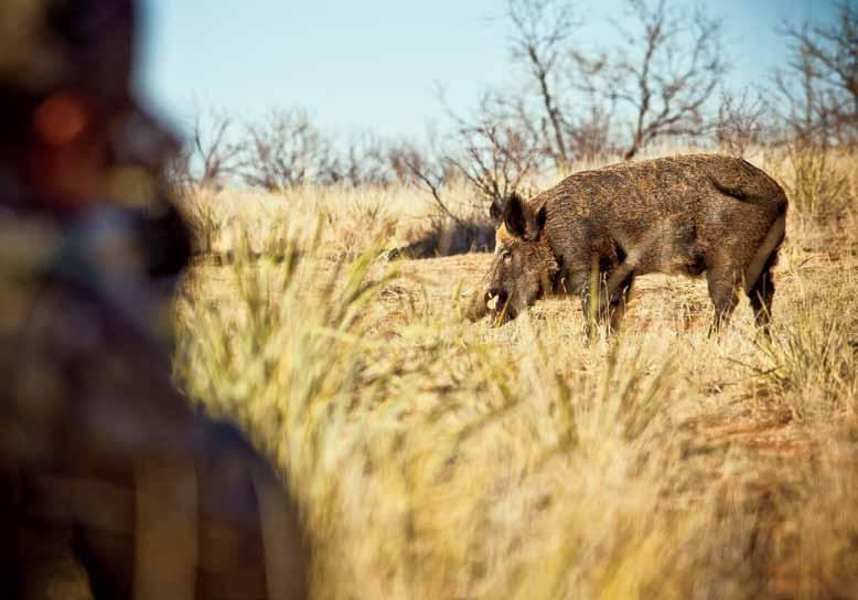 BOAR BULLETS Wild hogs can range from 50 to 400 pounds in size.