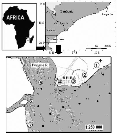 148 A. Brito and A. Pena Population structure and recruitment of penaeid shrimps in mozambique 149 fleet sectors.