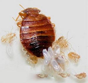 What are bed bugs? Bed bugs are small wingless insects that feed solely upon the blood of warm-blooded animals. Bed bugs and their relatives have evolved as nest parasites.