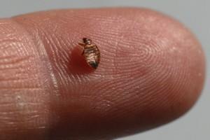 What should you do if you find bed bugs?