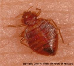 ENTFACT-636 BED BUGS By Michael F. Potter, Urban Entomologist Most householders of this generation have never seen a bed bug. Until recently, they also were a rarity among pest control professionals.
