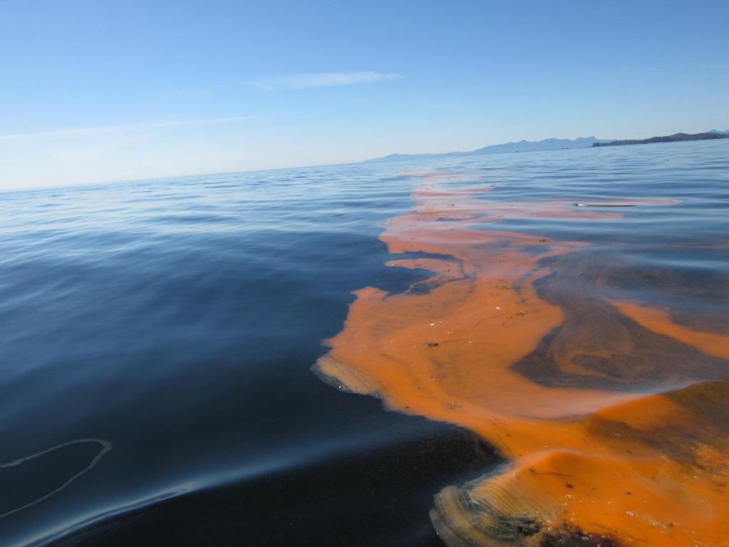 Here is a big red tide bloom near Mary s
