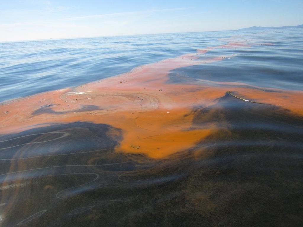 Our red tide has increased dramatically year