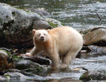 The bears- one of the highest concentrations of Coastal brown bears found in North America, black bears and the legendary "Spirit Bear", a rare white subspecies of the black bear- are crucial to the