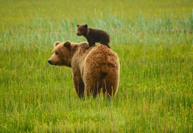 INFORMATION EMERGENCY WILDLIFE & BEAR SAFETY When hiking in the Ketchikan area, you are traveling in bear country.