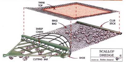 Figure 5: Scallop dredge with top removed (Smolowitz 1998).