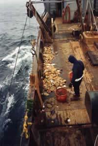 baskets of scallops are moved from the deck to the shucking area on board the vessel dredge gear is prepared for the next set and deployed scallops are hand-shucked, washed, graded as to