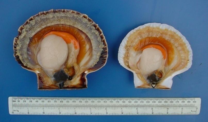 Scallop Biomass & Reproduction (2006) Large