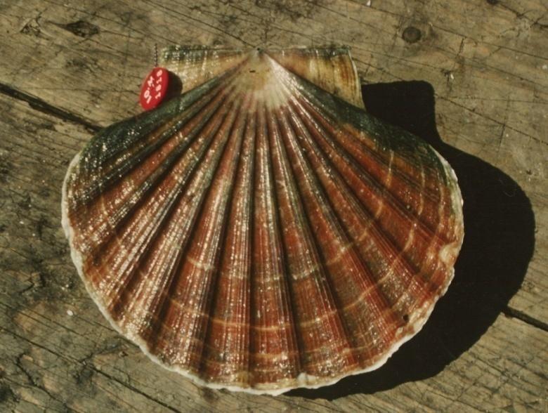 Isle of Man Scallop fishery Closed Area Scallops dominate fisheries landings into the
