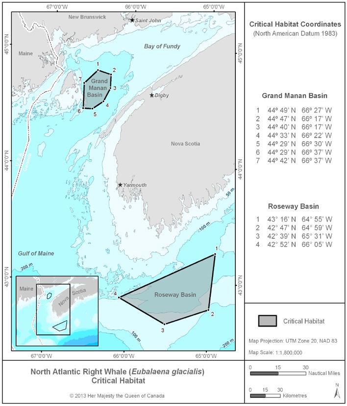 Scotian Shelf Northern Bottlenose Whale Critical Habitat Species Status: Endangered Threats: Underwater noise, entanglement in fishing gear, vessel strikes, contaminants, and changes to food supply.