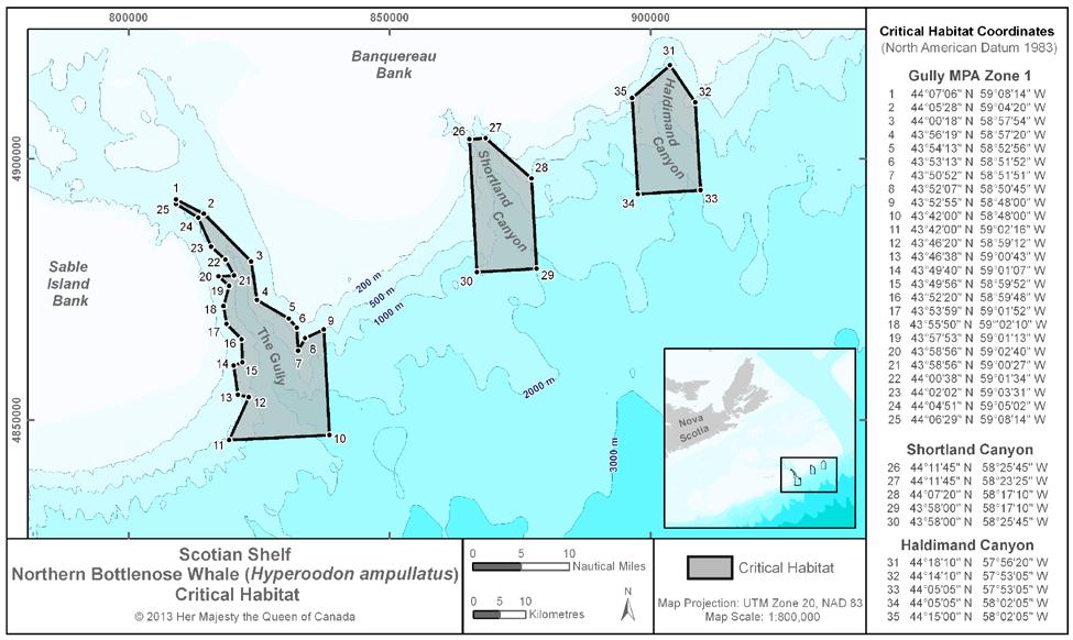 Zone 1 of the Gully Marine Protected Area Guidelines (year-round): The Gully is a designated Marine Protected Area under the Oceans Act (see Notice 5A). Zone 1 of the Gully Marine Protected Area (i.e. the innermost of the three management zones) is also a critical habitat for Northern Bottlenose Whales (critical habitat coordinates are provided in the map below).