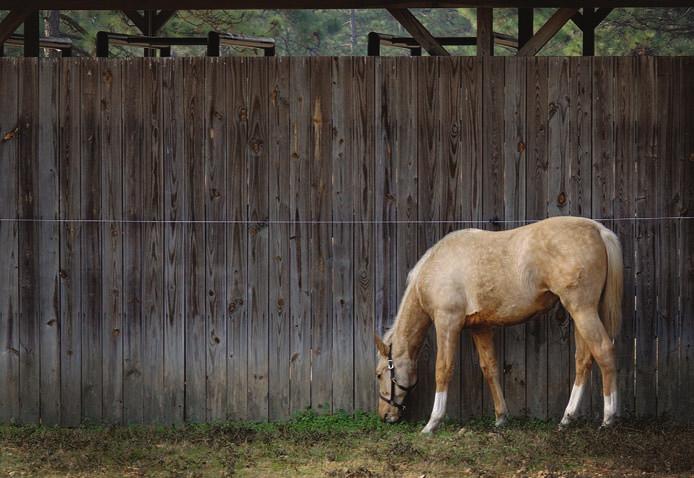 upporting the Industry A host of facilities and organizations play supporting roles for North Carolina s equine industry.