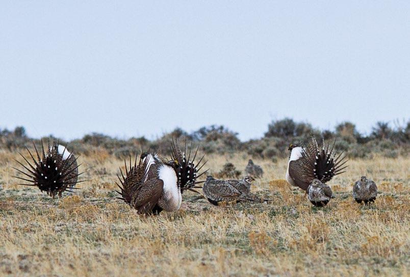 The iconic greater sage-grouse mating display. PHOTO: C. OLSON constitutes somewhere between 13 and 20 percent of sage-grouse range in southeastern Alberta.
