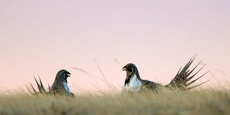 Fading or coming over the horizon? In Montana greater sage-grouse are doing the latter. PHOTO: C. OLSON their cattle this way.