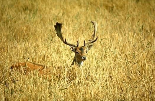 Fallow deer can cause significant damage in agricultural crops Fallow are extremely sensitive to disturbance and will leave an area if disturbance is excessive.