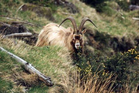 Wild goats can also cause damage in forestry plantations.