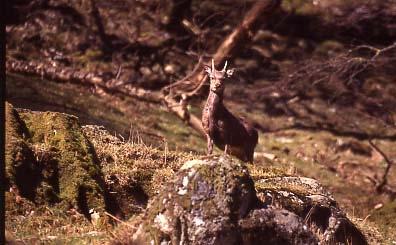 Sika prickets are easily counted in the late summer and early autumn Vantage point observation This is a relatively effective method where the topography of a forest allows.
