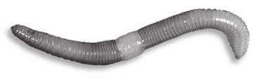SECTION 2 Mollusks and Annelid Worms continued What Are Annelid Worms? The bodies of annelid worms are segmented. Annelid worms are sometimes called segmented worms.